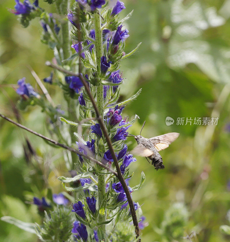 蜂鸟鹰蛾(Macroglossum stellatarum)